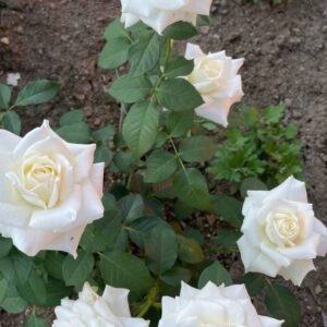 White Rose Plant (Rosa spp. / Live Outdoor Pure White Blooming Shrub)