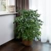 Radermachera Radermachera Sinica (China Doll Plant / Radermachera Live Indoor Plant)