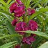 Balsam Balsam Plant (Impatiens Balsamina / Gulmehendi Live Outdoor Flowering Plant)