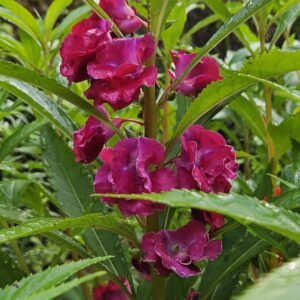 Balsam Balsam Plant (Impatiens Balsamina / Gulmehendi Live Outdoor Flowering Plant)