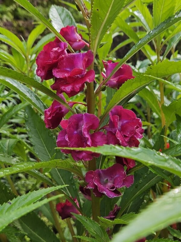 Balsam Balsam Plant (Impatiens Balsamina / Gulmehendi Live Outdoor Flowering Plant)