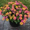 Lantana Plant (Lantana Camara / Live Outdoor Multi-Color Blooming Shrub)