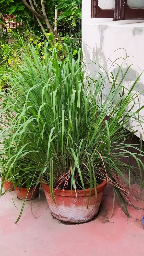 Lemongrass Plant (Cymbopogon Citratus / Live Aromatic Herbal Tea Plant)