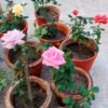 rose Rose Plant (Rosa spp. / Live Outdoor Blooming Shrub Plant)