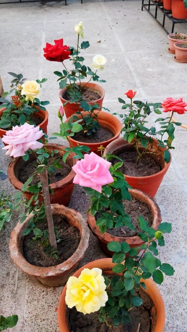 rose Rose Plant (Rosa spp. / Live Outdoor Blooming Shrub Plant)