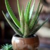 Aloe Vera Plant (Aloe Barbadensis / Live Natural Medicinal Succulent)