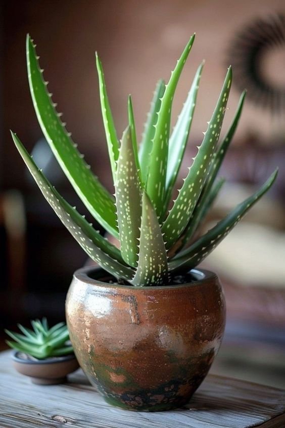 Aloe Vera Plant (Aloe Barbadensis / Live Natural Medicinal Succulent)