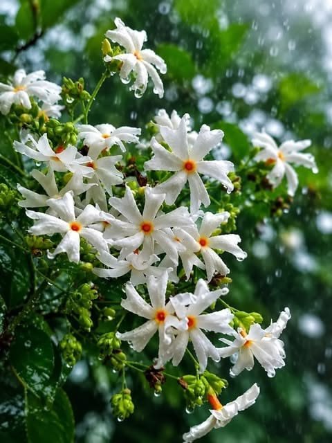 From Klickpin.com- 680606562485765213-pin-id-680606562485765213 (1) Parijat Plant (Nyctanthes Arbor-tristis / Live Night-Blooming Jasmine Harsringar Plant)