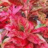 aglaonema Red Aglaonema Plant (Aglaonema Anyamanee / Live Red Chinese Evergreen Indoor Plant)