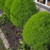 Kochia Plant (Bassia Scoparia / Live Burning Bush Outdoor Ornamental Plant)