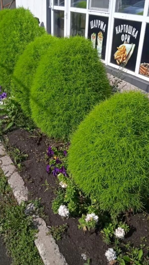 Kochia Plant (Bassia Scoparia / Live Burning Bush Outdoor Ornamental Plant)