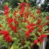 Balsam Balsam Plant (Impatiens Balsamina / Gulmehendi Live Outdoor Flowering Plant)