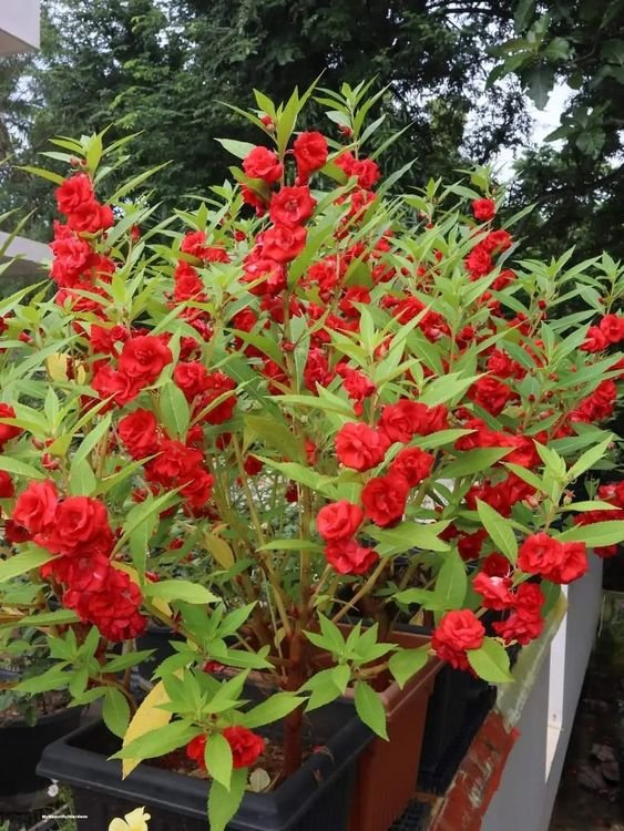 Balsam Balsam Plant (Impatiens Balsamina / Gulmehendi Live Outdoor Flowering Plant)