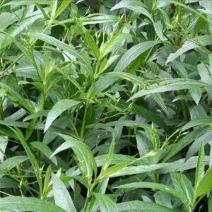Kalmegh Plant (Andrographis Paniculata / King of Bitters Live Medicinal Plant)