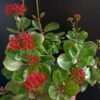 Kalanchoe Plant (Kalanchoe Blossfeldiana / Live Indoor & Outdoor Flowering Succulent Plant)