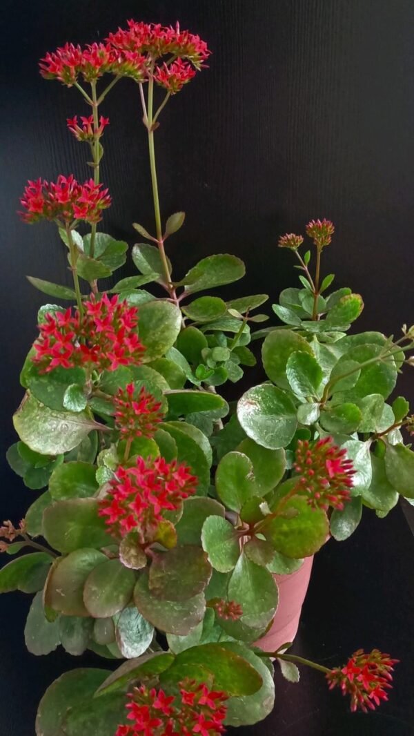 Kalanchoe Plant (Kalanchoe Blossfeldiana / Live Indoor & Outdoor Flowering Succulent Plant)