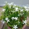 Chandni Plant (Tabernaemontana Divaricata / Live Crape Jasmine Outdoor Flowering Shrub)