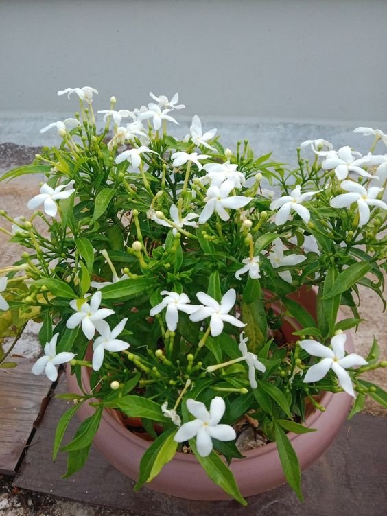 Chandni Plant (Tabernaemontana Divaricata / Live Crape Jasmine Outdoor Flowering Shrub)