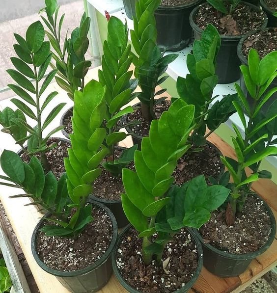 low-light-plant ZZ Plant (Zamioculcas Zamiifolia / Live Air-Purifying Indoor Plant)