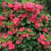 Crown of Thorns Plant (Euphorbia Milii / Live Flowering Succulent Shrub)