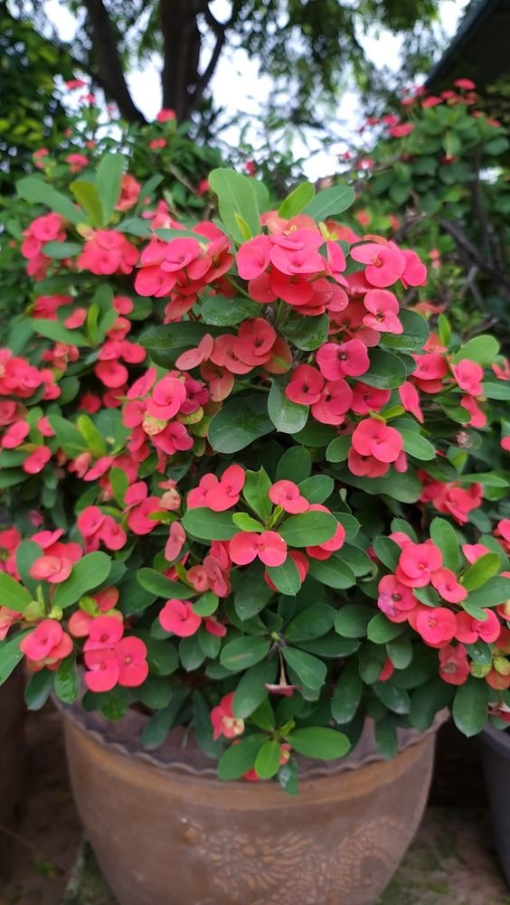 Crown of Thorns Plant (Euphorbia Milii / Live Flowering Succulent Shrub)