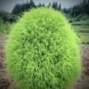 Kochia Plant (Bassia Scoparia / Live Burning Bush Outdoor Ornamental Plant)