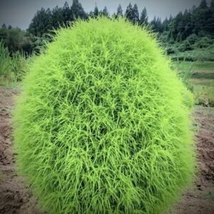 From Klickpin.com- 744853225895909533-pin-id-744853225895909533 Kochia Plant (Bassia Scoparia / Live Burning Bush Outdoor Ornamental Plant)