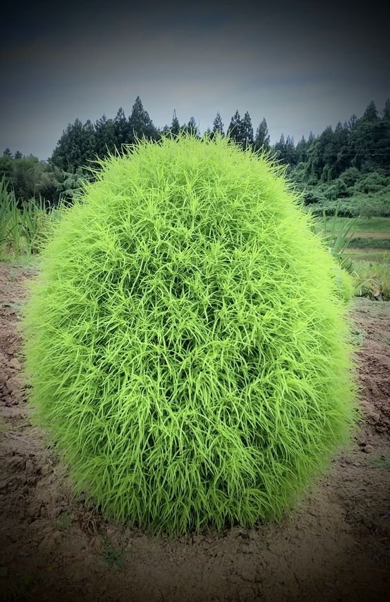 Kochia Plant (Bassia Scoparia / Live Burning Bush Outdoor Ornamental Plant)