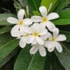 Plumeria Alba / Plumeria Rubra (Frangipani / Champa Live Flowering Plant)