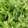kalmegh-plant Kalmegh Plant (Andrographis Paniculata / King of Bitters Live Medicinal Plant)