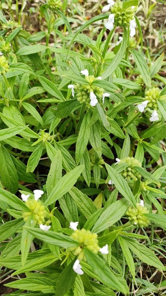 kalmegh-plant Kalmegh Plant (Andrographis Paniculata / King of Bitters Live Medicinal Plant)