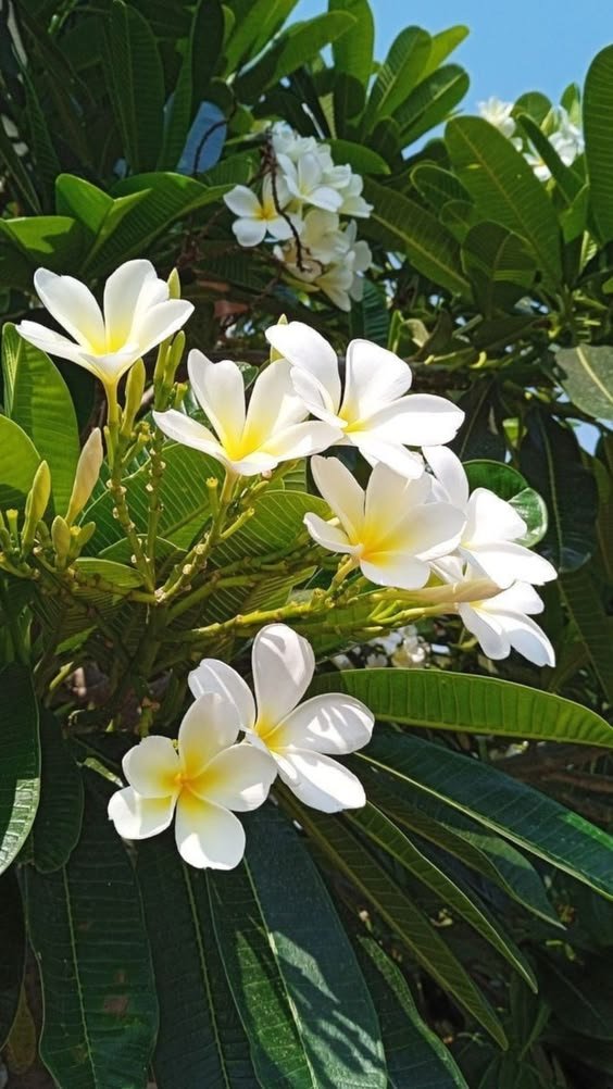 Plumeria Alba / Plumeria Rubra (Frangipani / Champa Live Flowering Plant)