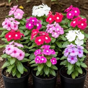Sadabahar Plant (Catharanthus Roseus / Live Periwinkle All-Season Flowering Plant)