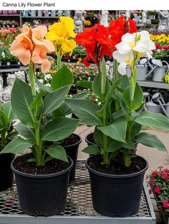 Canna Indica Plant (Canna Indica / Live Tropical Lily Outdoor Flowering Plant)