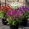 Gomphrena Gomphrena Plant (Gomphrena Globosa / Live Globe Amaranth Outdoor Flowering Plant)