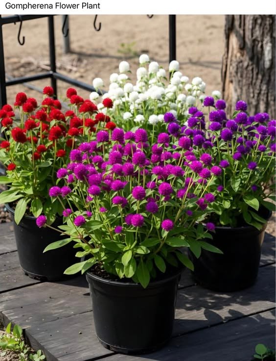 Gomphrena Gomphrena Plant (Gomphrena Globosa / Live Globe Amaranth Outdoor Flowering Plant)