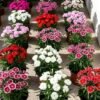 Dianthus Plant (Dianthus Chinensis / Live Sweet William Outdoor Flowering Plant)