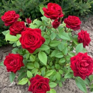 Hybrid Rose Plant (Rosa spp. / Live Outdoor Hybrid Tea Rose Flowering Plant)
