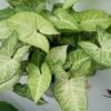 syngonium Syngonium Plant (Syngonium Podophyllum / Live Arrowhead Live Indoor Plant)