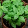 basil Sweet Basil Plant (Ocimum Basilicum / Live Italian Culinary Herb)