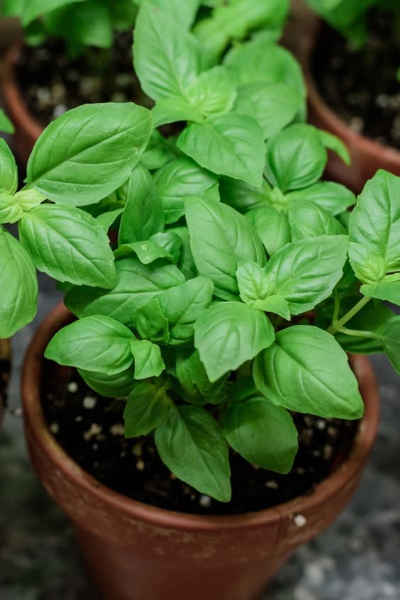 basil Sweet Basil Plant (Ocimum Basilicum / Live Italian Culinary Herb)