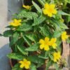 From Klickpin.com- 800303796321079361-pin-id-800303796321079361 Wedelia Plant (Sphagneticola Trilobata / Live Yellow Creeping Daisy Ground Cover Plant)