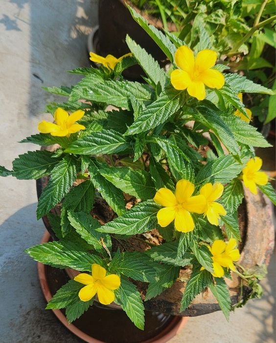 From Klickpin.com- 800303796321079361-pin-id-800303796321079361 Wedelia Plant (Sphagneticola Trilobata / Live Yellow Creeping Daisy Ground Cover Plant)