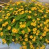 From Klickpin.com- 806918458278783223-pin-id-806918458278783223 Wedelia Plant (Sphagneticola Trilobata / Live Yellow Creeping Daisy Ground Cover Plant)
