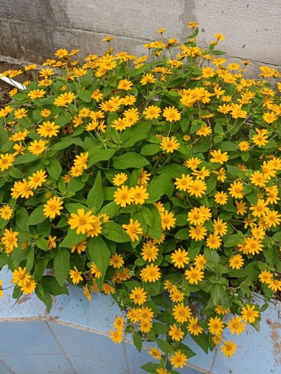 From Klickpin.com- 806918458278783223-pin-id-806918458278783223 Wedelia Plant (Sphagneticola Trilobata / Live Yellow Creeping Daisy Ground Cover Plant)