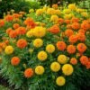 Marigold Plant (Tagetes Erecta / Genda Phool Live Outdoor Flowering Plant)