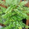 Kadi Patta / Curry Leaf Plant (Murraya Koenigii / Meetha Neem Live Culinary Plant)