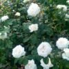 White Rose Plant (Rosa spp. / Live Outdoor Pure White Blooming Shrub)