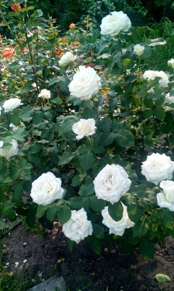 White Rose Plant (Rosa spp. / Live Outdoor Pure White Blooming Shrub)