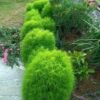 Kochia Plant (Bassia Scoparia / Live Burning Bush Outdoor Ornamental Plant)